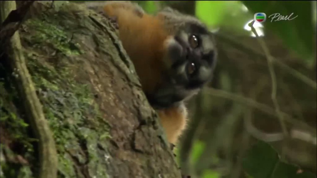 黑暗中的自然界 The Dark: Nature's Nighttime World