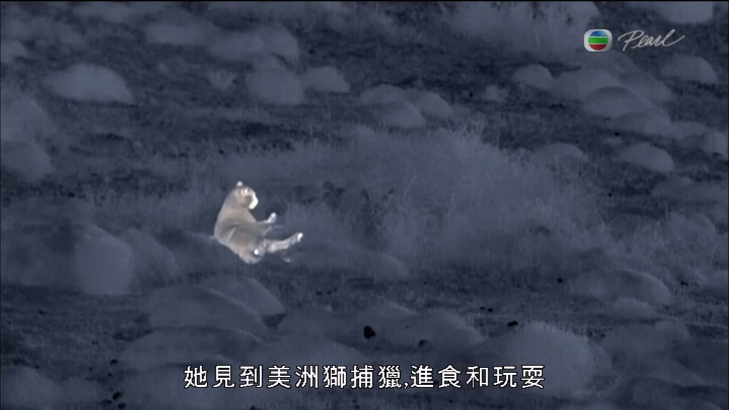 黑暗中的自然界 The Dark: Nature's Nighttime World