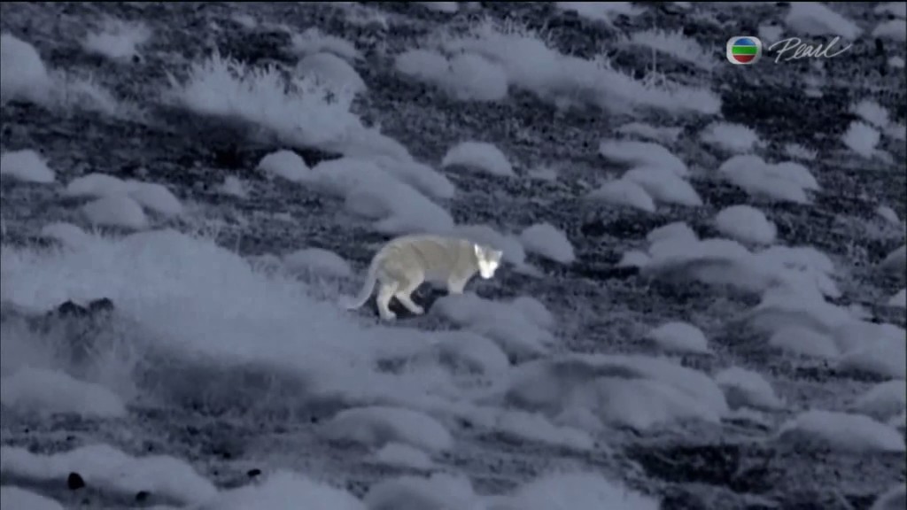 黑暗中的自然界 The Dark: Nature's Nighttime World