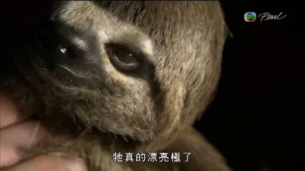 黑暗中的自然界 The Dark: Nature's Nighttime World