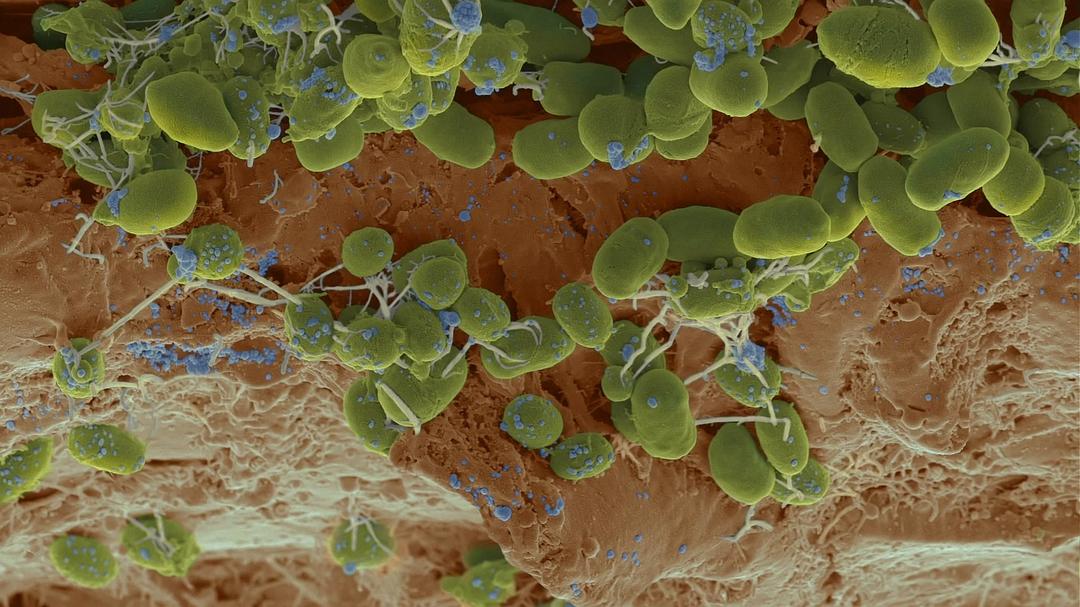 未知世界的秘密 Mysteries of the Unseen World