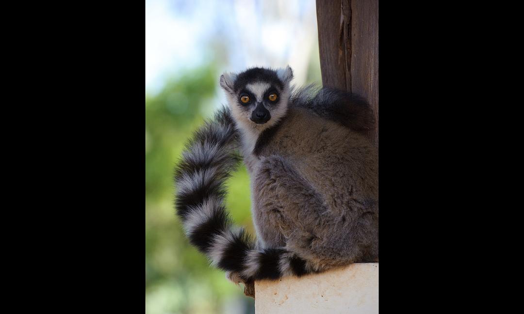 马达加斯加:狐猴之岛 Island of Lemurs: Madagascar