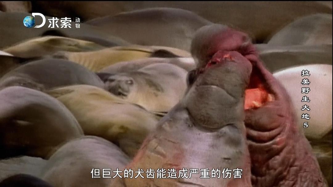 拉美野生大地 第一季 Wildest Latin America Season 1