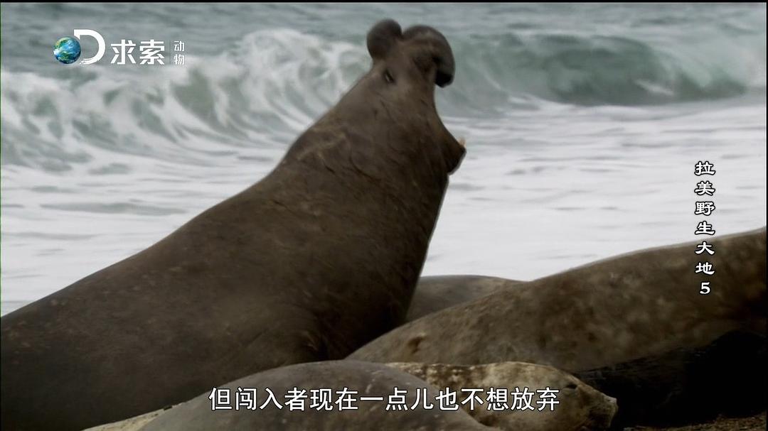 拉美野生大地 第一季 Wildest Latin America Season 1