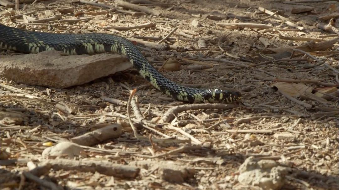 狂野巴西 Wild Brazil