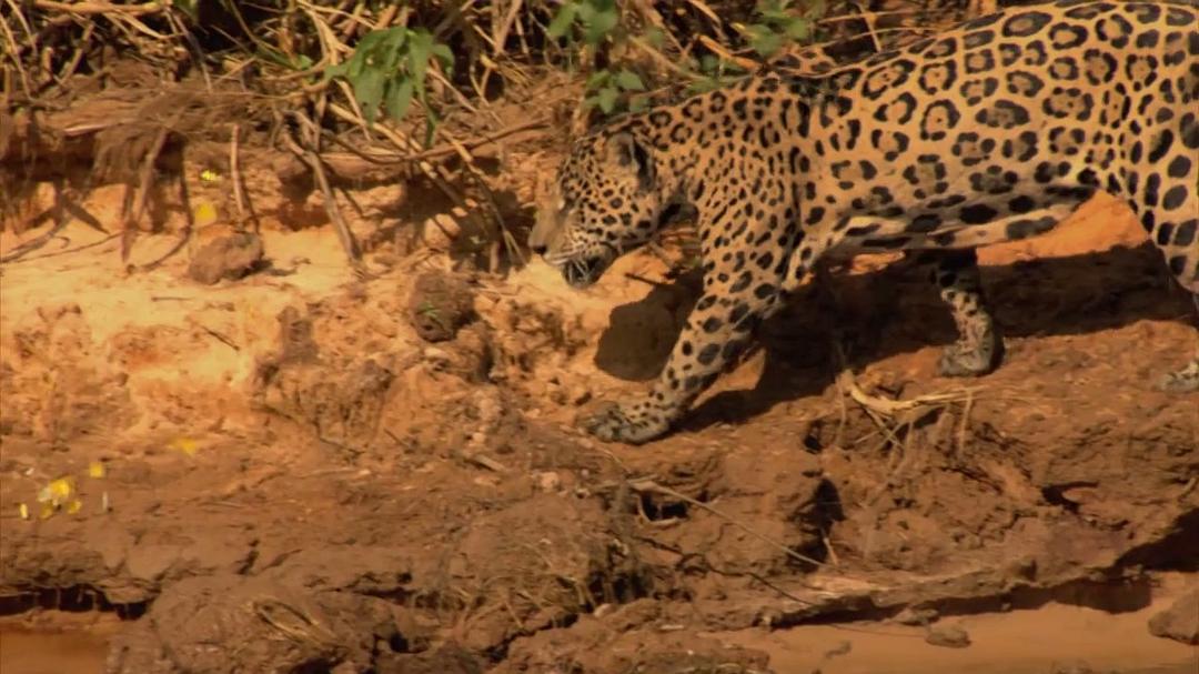 狂野巴西 Wild Brazil