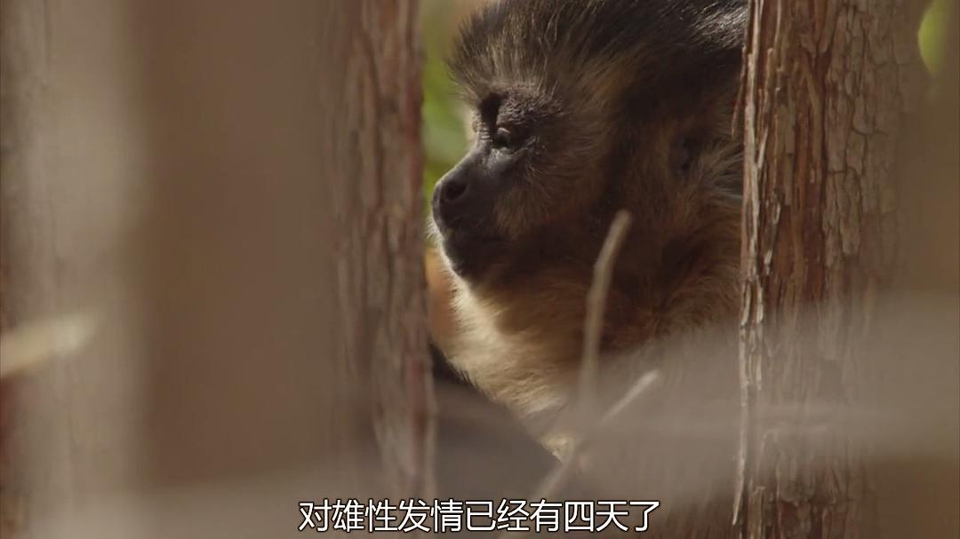 狂野巴西 Wild Brazil