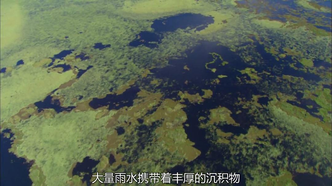 狂野巴西 Wild Brazil