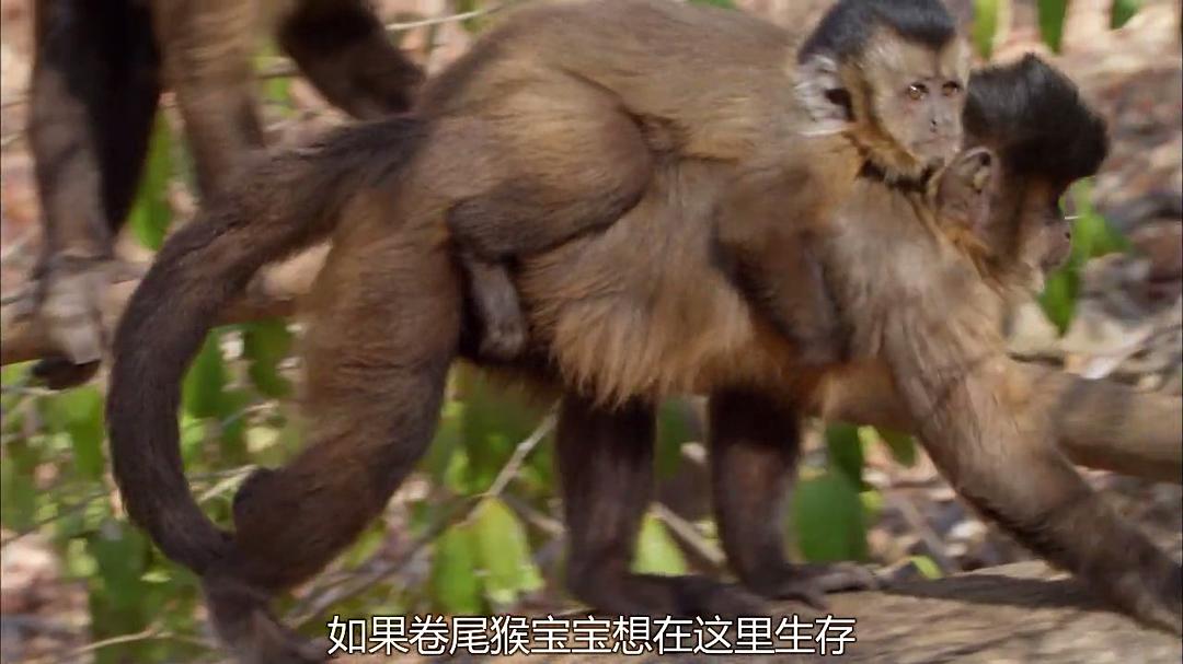 狂野巴西 Wild Brazil