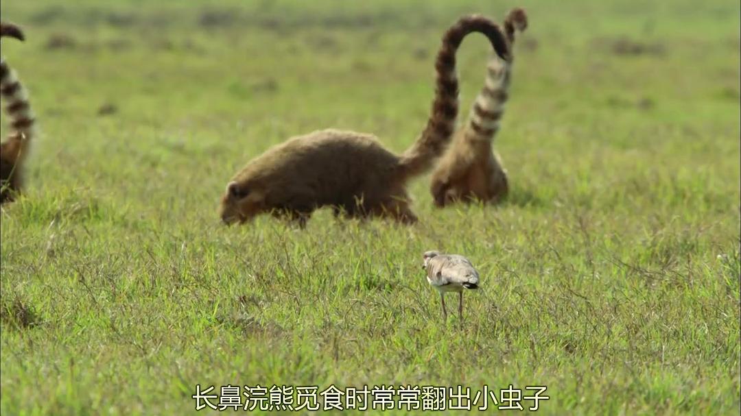 狂野巴西 Wild Brazil