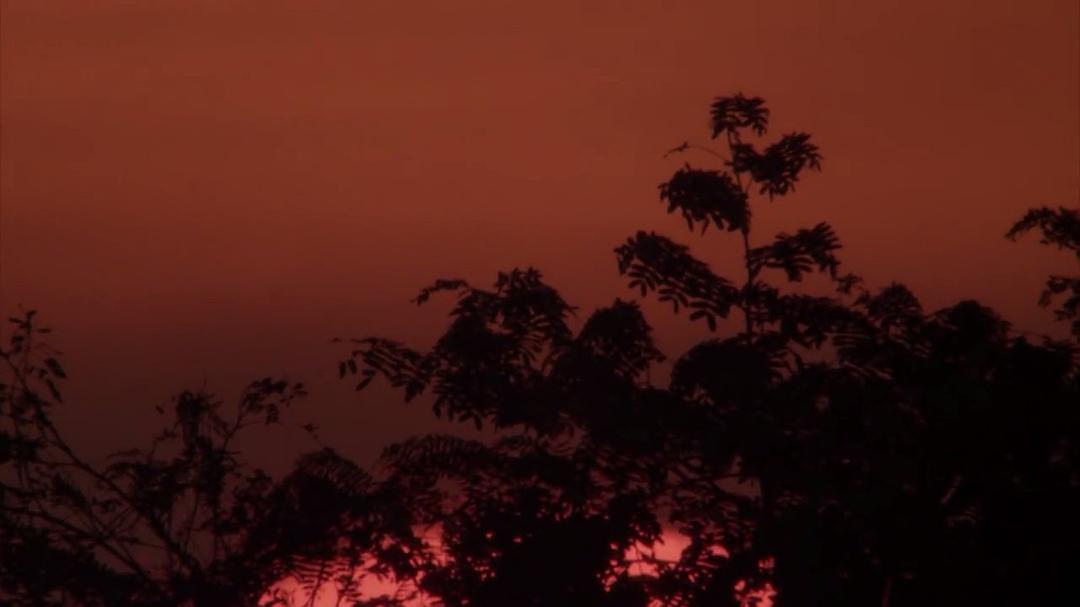 狂野巴西 Wild Brazil