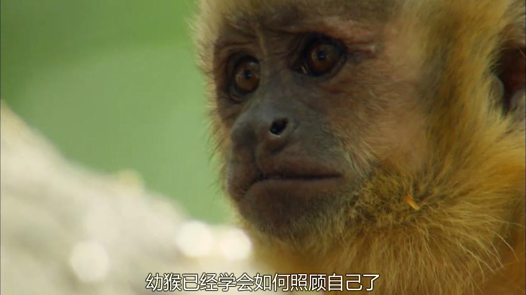 狂野巴西 Wild Brazil