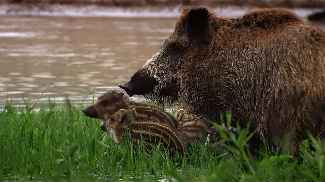 多瑙河:欧洲的亚马逊 Danube: Europe's Amazon