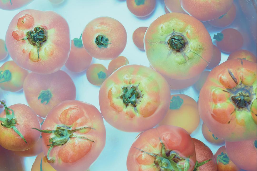 小森林 夏秋篇 リトル・フォレスト 夏・秋