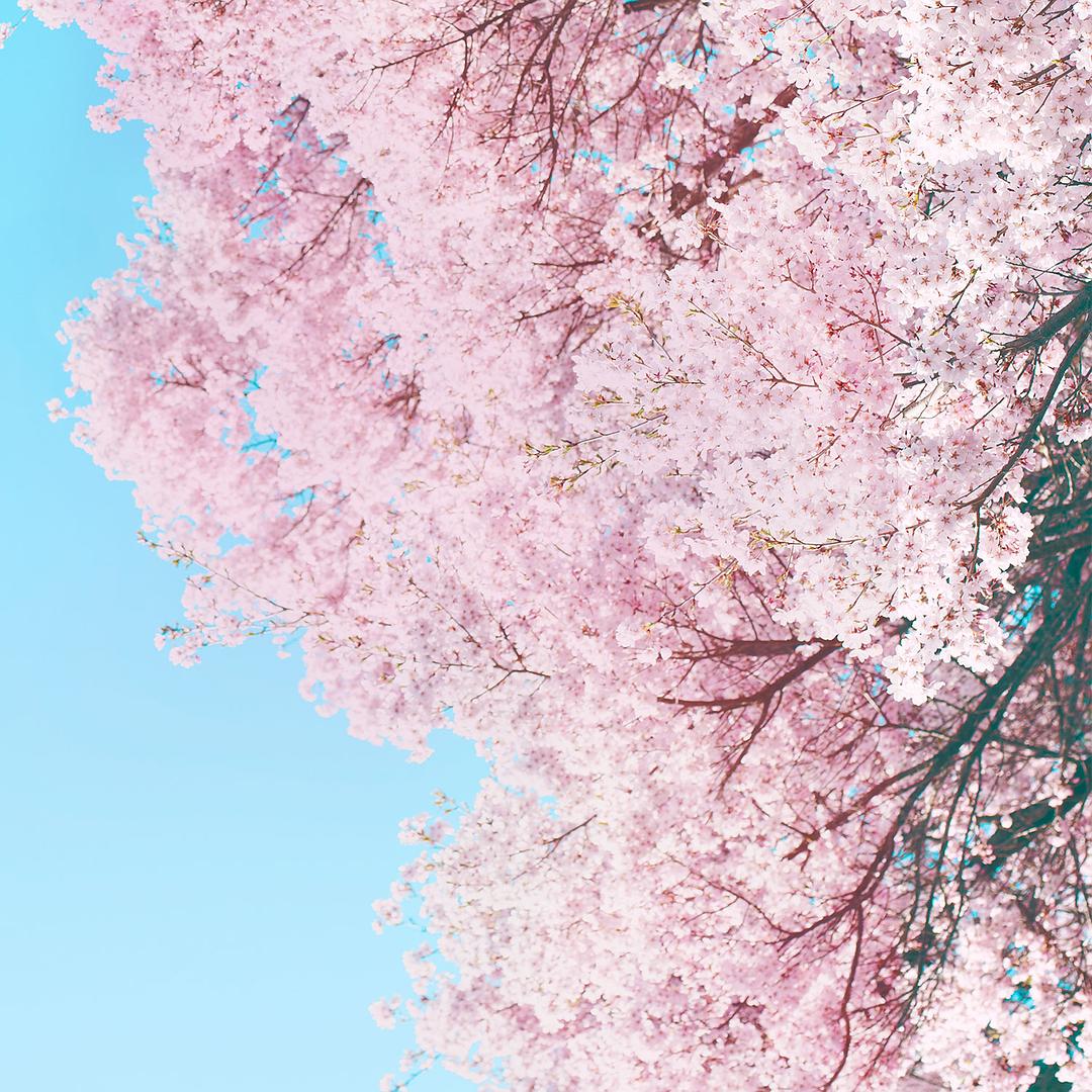 小森林 冬春篇 リトル・フォレスト 冬・春