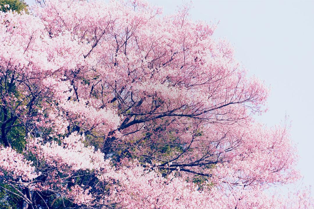 小森林 冬春篇 リトル・フォレスト 冬・春