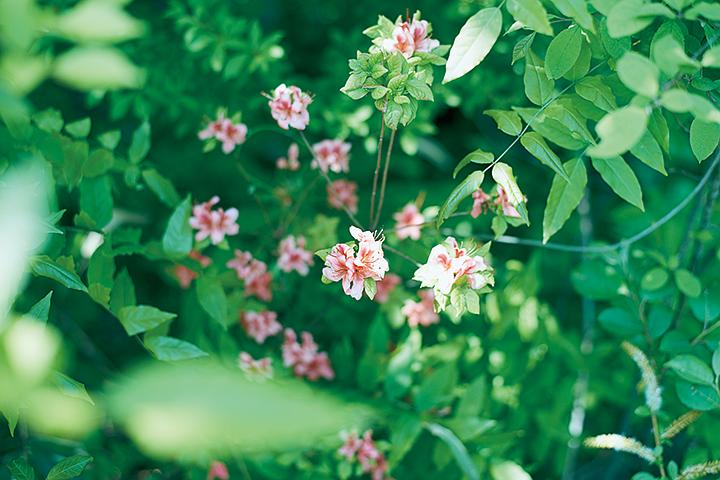 小森林 冬春篇 リトル・フォレスト 冬・春
