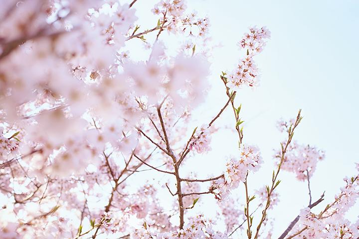 小森林 冬春篇 リトル・フォレスト 冬・春