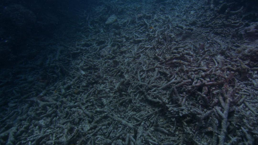 蓝色任务 Mission Blue