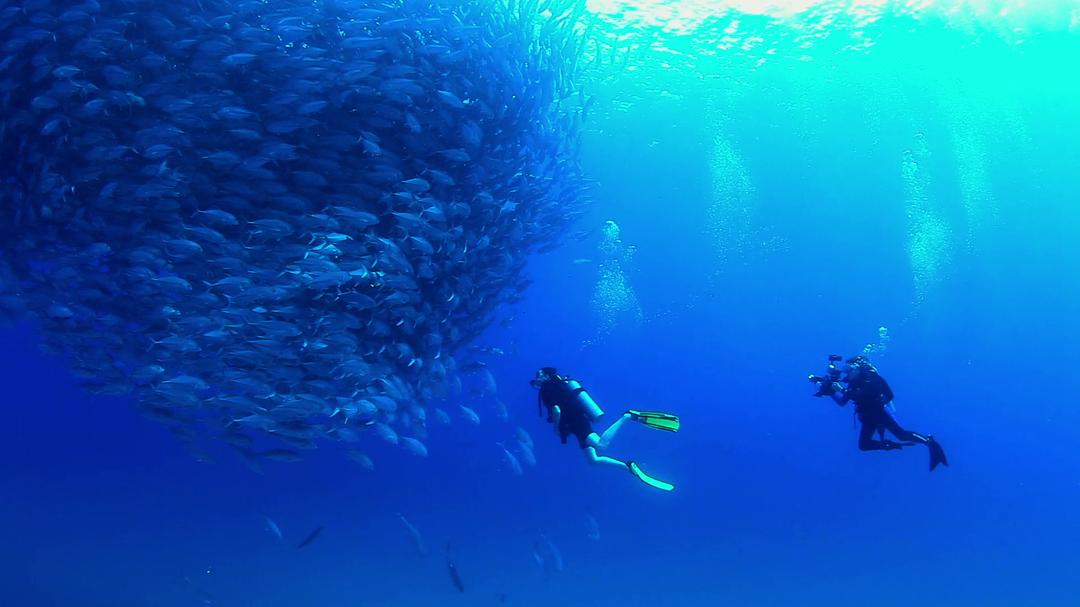 蓝色任务 Mission Blue