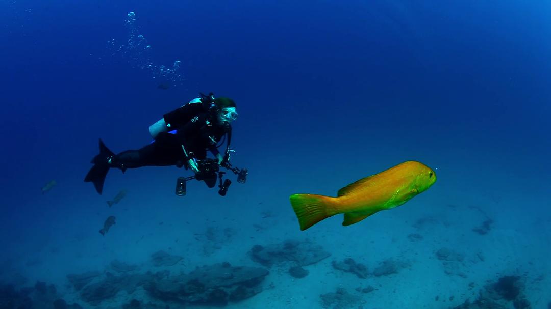 蓝色任务 Mission Blue