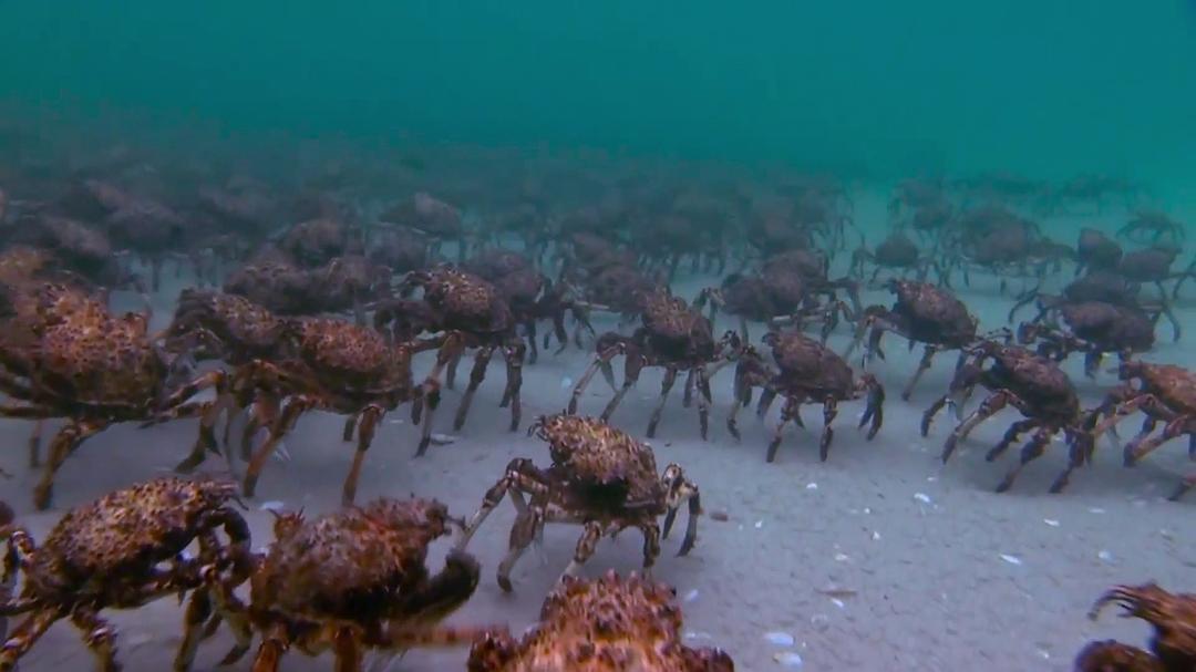 蓝色任务 Mission Blue