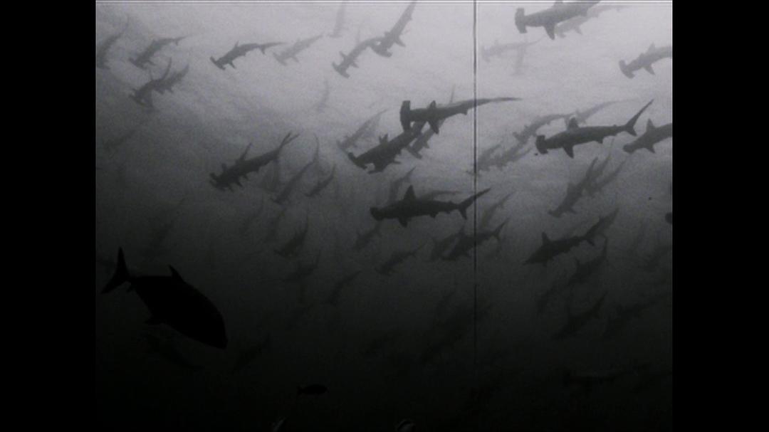 蓝色任务 Mission Blue