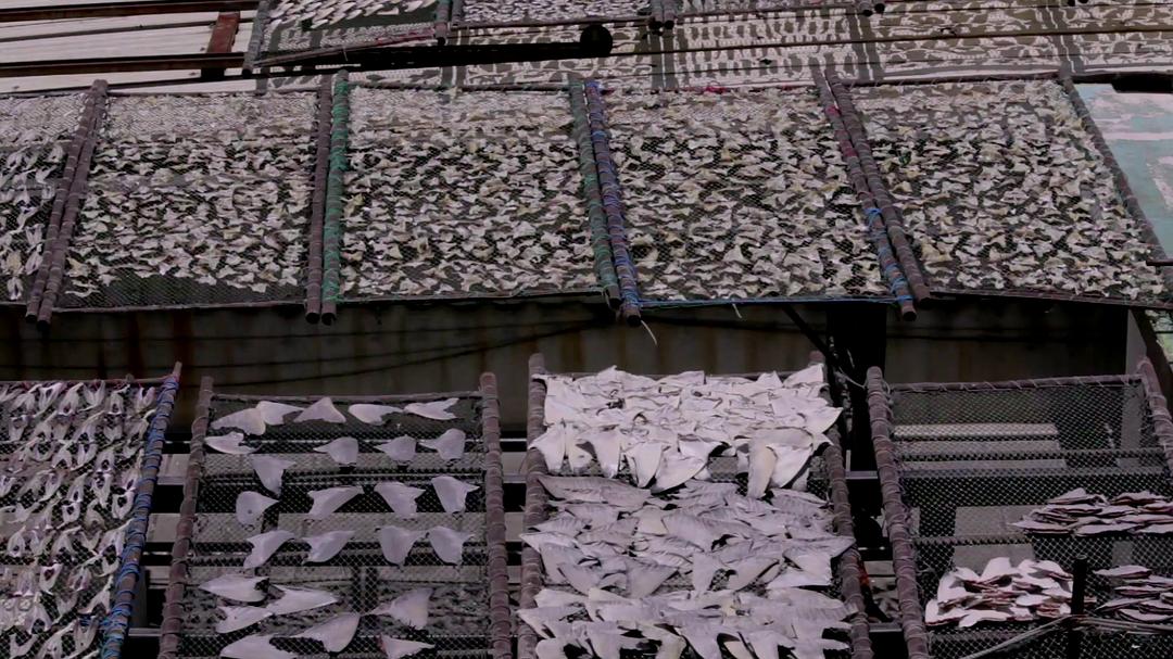 蓝色任务 Mission Blue