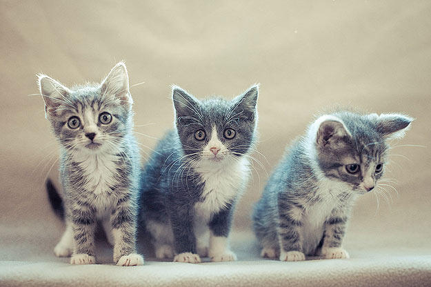 萌宠成长记 第二季 Too Cute! Season 2