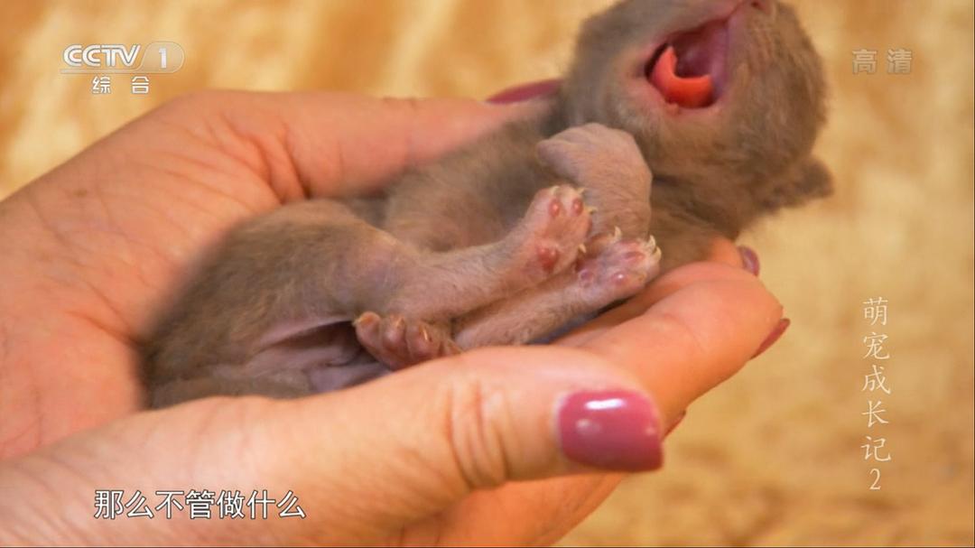 萌宠成长记 第二季 Too Cute! Season 2