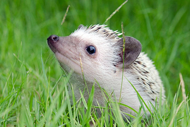 萌宠成长记 第二季 Too Cute! Season 2