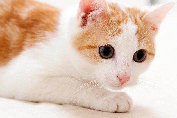 萌宠成长记 第二季 Too Cute! Season 2