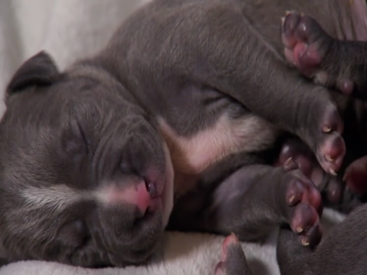 萌宠成长记 第二季 Too Cute! Season 2