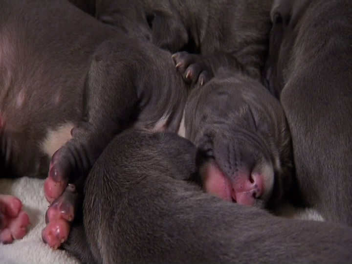 萌宠成长记 第二季 Too Cute! Season 2