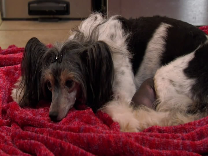 萌宠成长记 第二季 Too Cute! Season 2