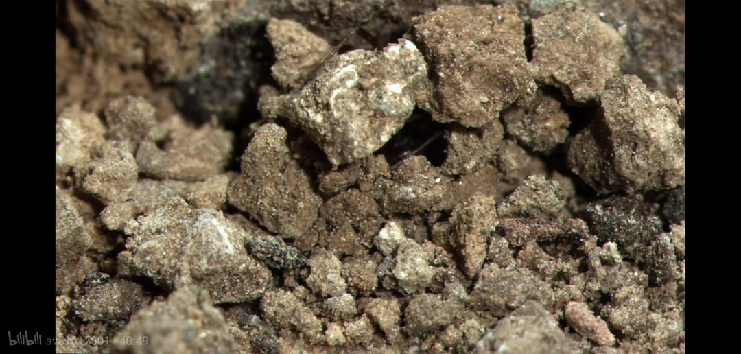 掠食动物生存战 Secret Life of Predators