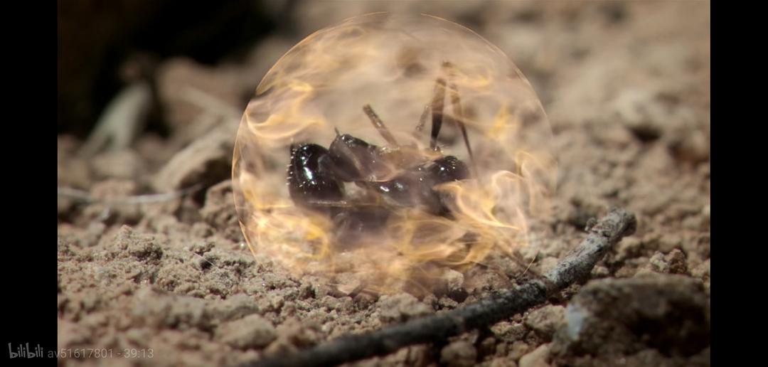 掠食动物生存战 Secret Life of Predators