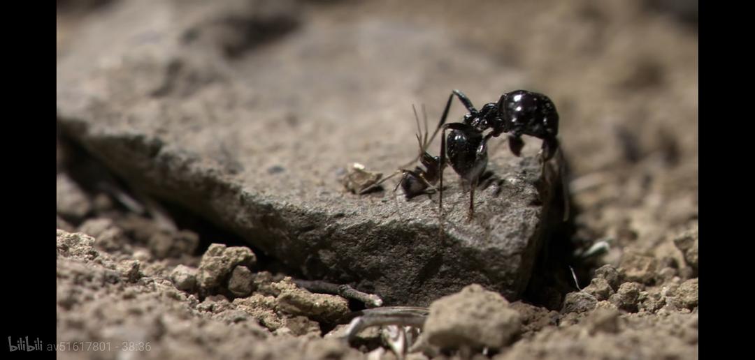 掠食动物生存战 Secret Life of Predators