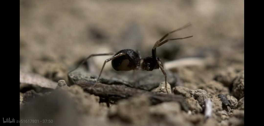 掠食动物生存战 Secret Life of Predators