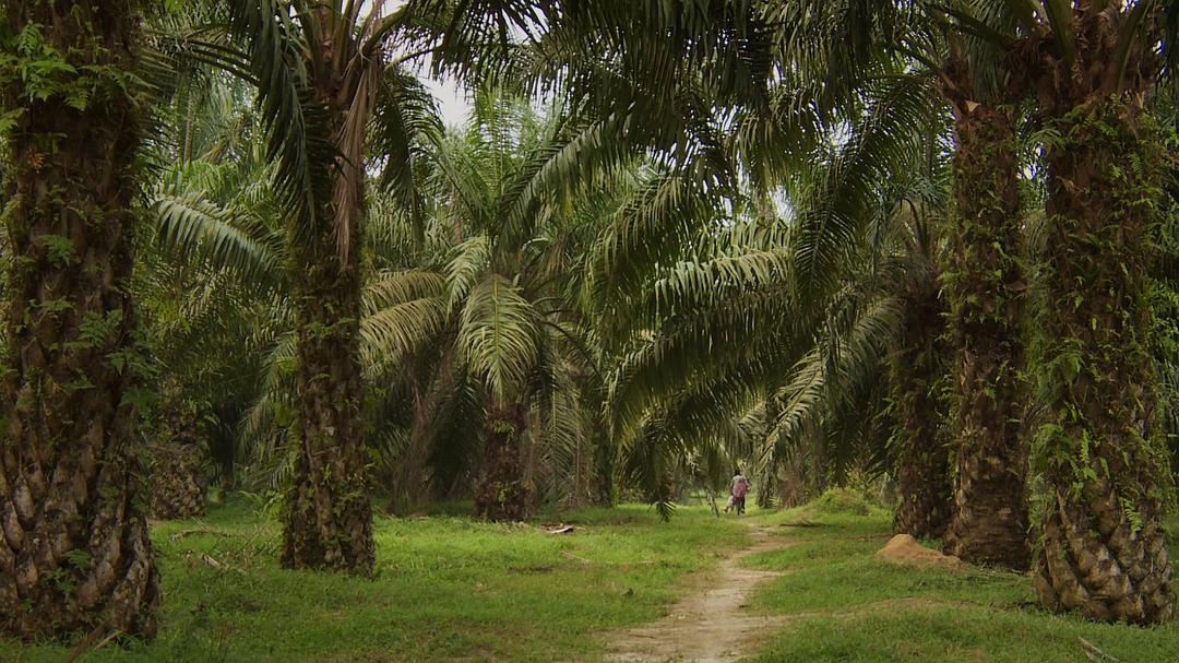 沉默之像 The Look of Silence