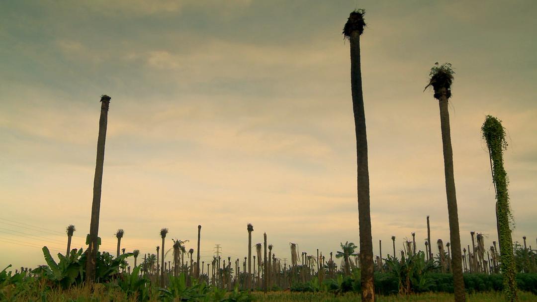 沉默之像 The Look of Silence