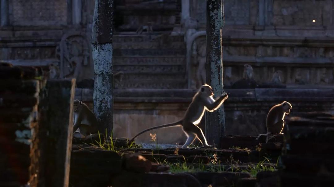 猴子王国 Monkey Kingdom