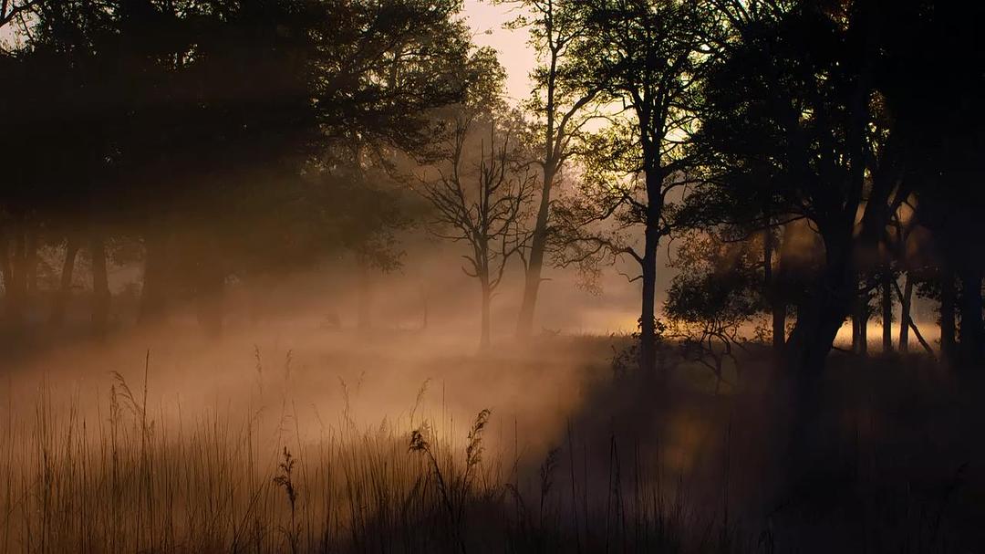 猴子王国 Monkey Kingdom