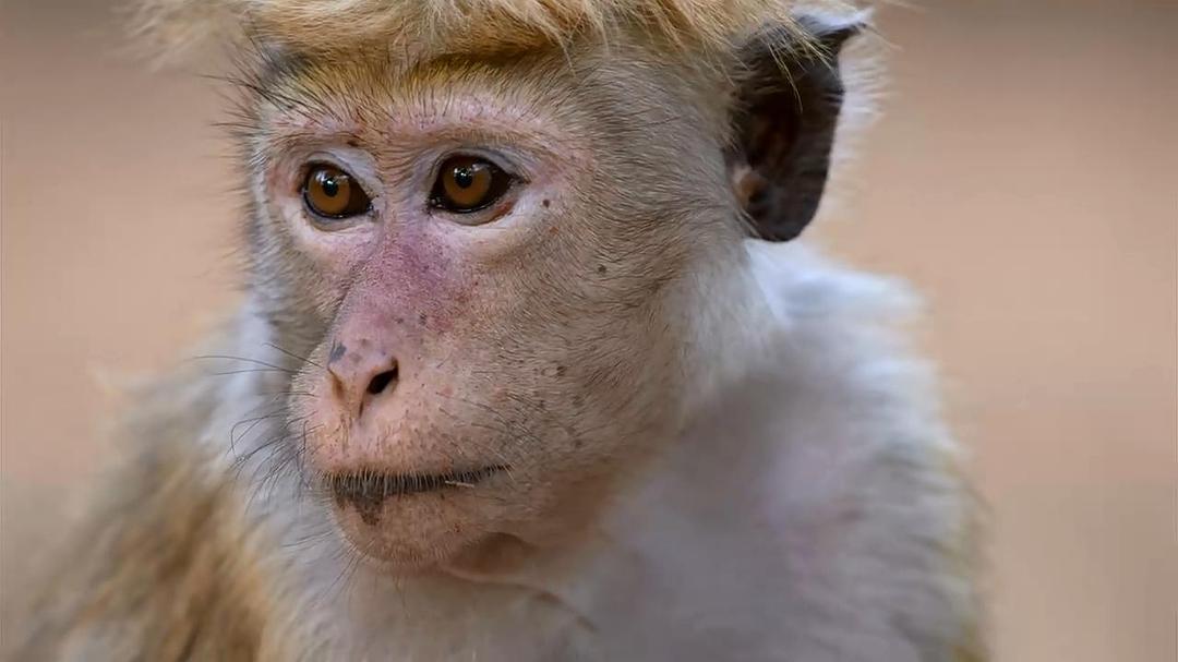 猴子王国 Monkey Kingdom