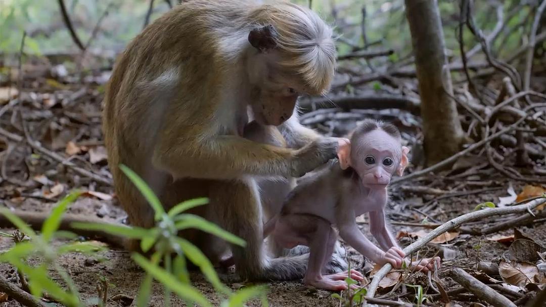 猴子王国 Monkey Kingdom