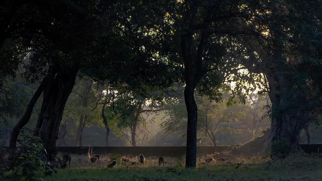 猴子王国 Monkey Kingdom