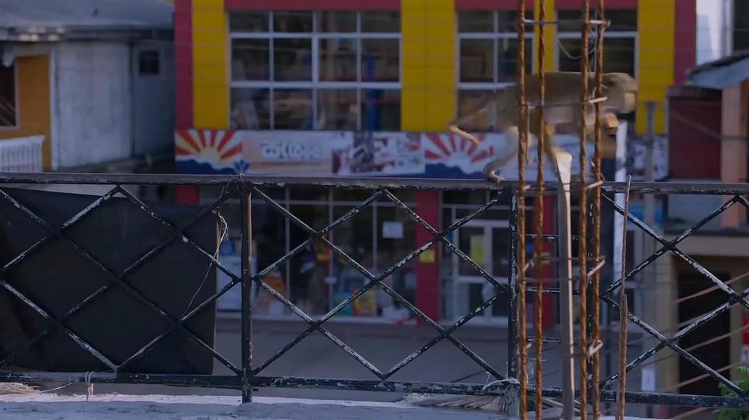 猴子王国 Monkey Kingdom