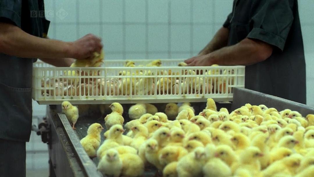 家禽家畜私生活 第一季 The private life of… Season 1