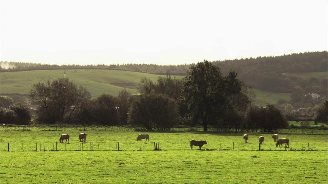 家禽家畜私生活 第一季 The private life of… Season 1