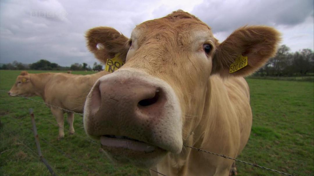 家禽家畜私生活 第一季 The private life of… Season 1